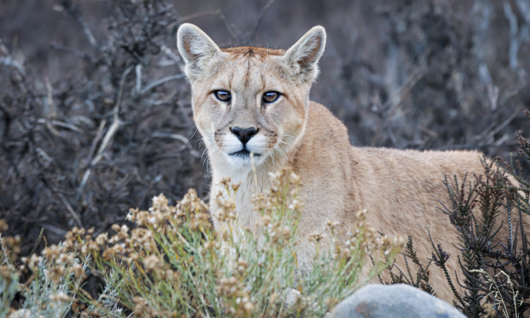 Puma Photo Safari Torres del Paine (Winter)
